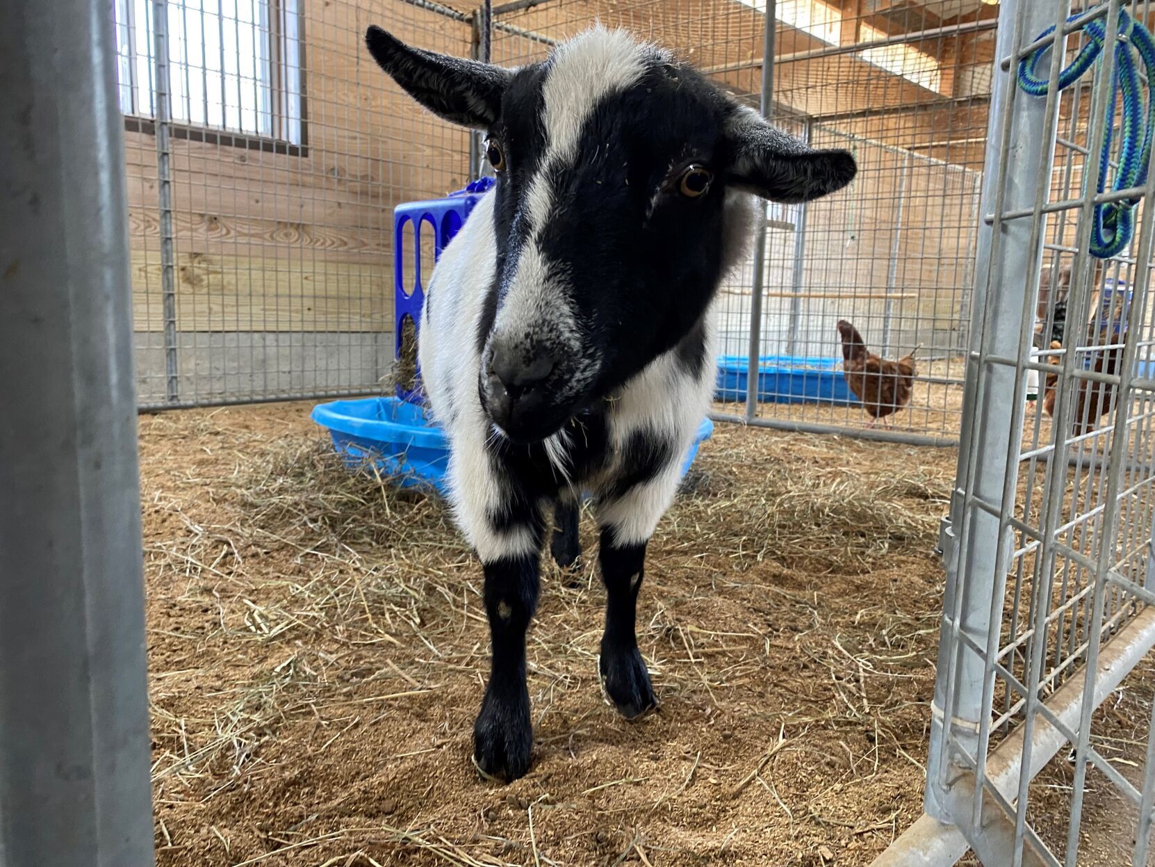 Last week's pet, still available: Jack Jack